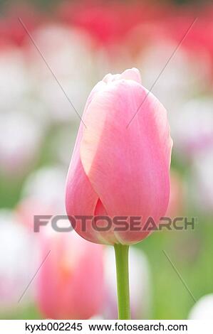 Tulip field View Large Photo Image Stock Photography - Tulip field. Fotosearch