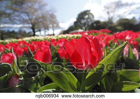 Tulip View Large Photo Image Picture - Tulip. Fotosearch