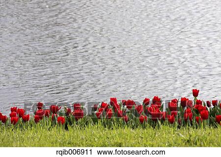 Tulip View Large Photo Image Stock Image - Tulip. Fotosearch