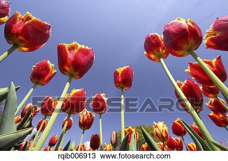 Tulip View Large Photo Image Stock Image - Tulip. Fotosearch