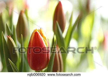 Tulip View Large Photo Image Stock Image - Tulip. Fotosearch