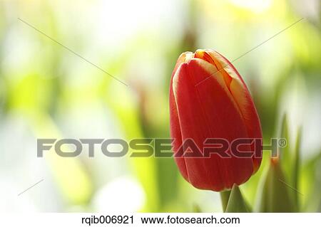 Tulip View Large Photo Image Stock Image - Tulip. Fotosearch