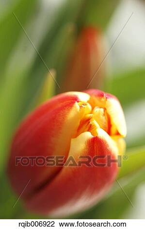 Tulip View Large Photo Image Stock Image - Tulip. Fotosearch