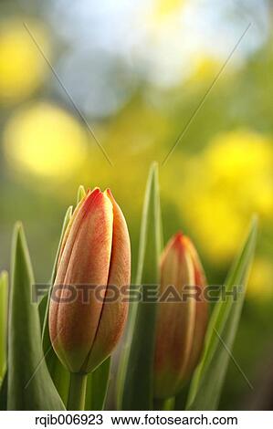 Tulip View Large Photo Image Stock Image - Tulip. Fotosearch