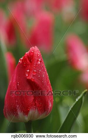 Tulip View Large Photo Image Stock Image - Tulip. Fotosearch