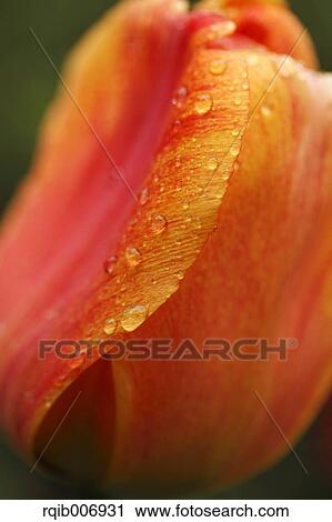 Tulip View Large Photo Image Stock Image - Tulip. Fotosearch