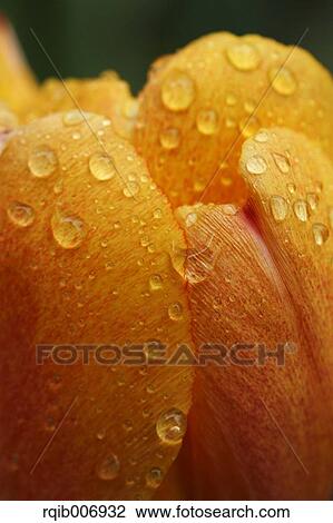 Tulip View Large Photo Image Stock Image - Tulip. Fotosearch