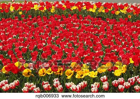 Tulip View Large Photo Image Stock Image - Tulip. Fotosearch