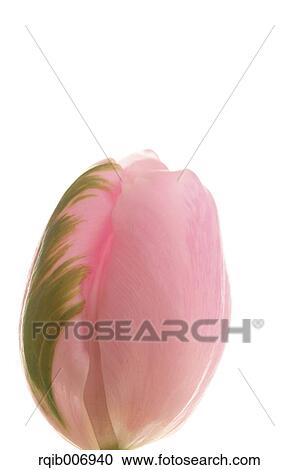 Tulip View Large Photo Image Stock Image - Tulip. Fotosearch