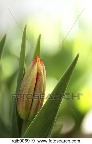 Tulip View Large Photo Image Stock Photo - Tulip. Fotosearch