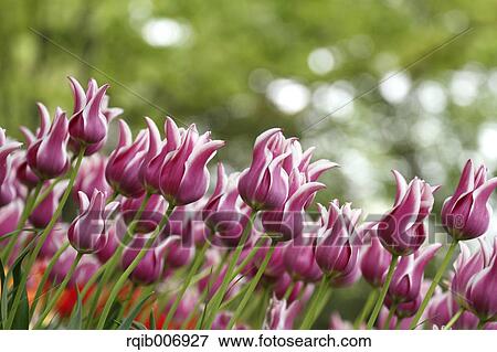 Tulip View Large Photo Image Stock Photo - Tulip. Fotosearch