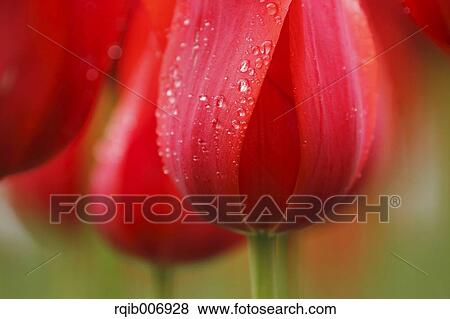 Tulip View Large Photo Image Stock Photo - Tulip. Fotosearch