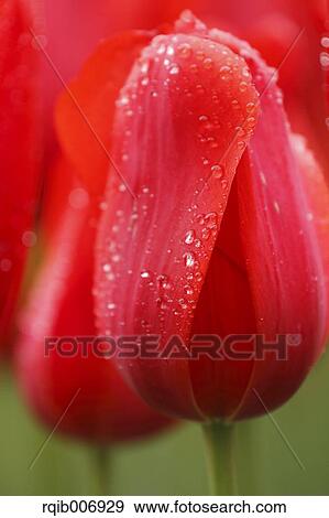 Tulip View Large Photo Image Stock Photo - Tulip. Fotosearch