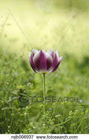Tulip View Large Photo Image Stock Photo - Tulip. Fotosearch