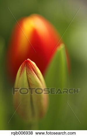Tulip View Large Photo Image Stock Photo - Tulip. Fotosearch