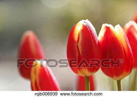 Tulip View Large Photo Image Stock Photo - Tulip. Fotosearch