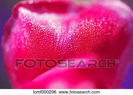 Tulip View Large Photo Image Stock Photograph - Tulip. Fotosearch