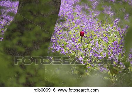 Tulip View Large Photo Image Stock Photograph - Tulip. Fotosearch