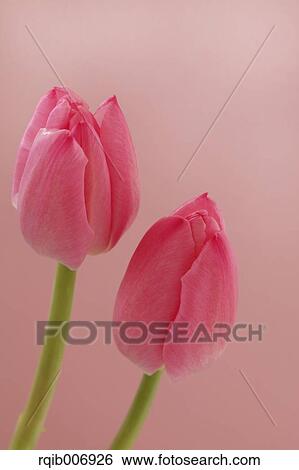 Tulip View Large Photo Image Stock Photograph - Tulip. Fotosearch