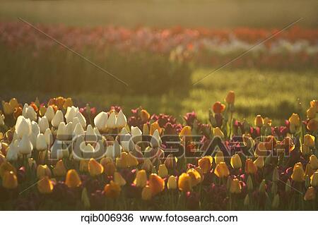 Tulip View Large Photo Image Stock Photograph - Tulip. Fotosearch