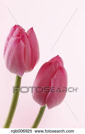 Tulip View Large Photo Image Stock Photography - Tulip. Fotosearch