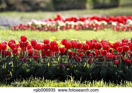 Tulip View Large Photo Image Stock Photography - Tulip. Fotosearch