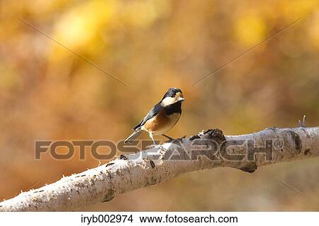 Varied Tit View Large Photo Image Picture - Varied Tit. Fotosearch