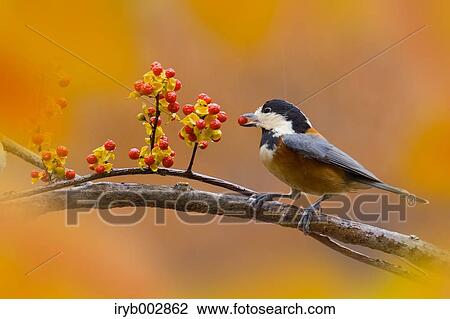 Varied Tit View Large Photo Image Stock Image - Varied Tit. Fotosearch