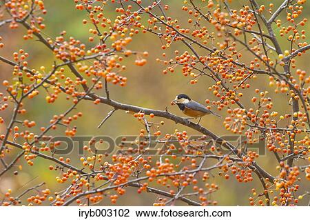 Varied Tit View Large Photo Image Stock Image - Varied Tit. Fotosearch