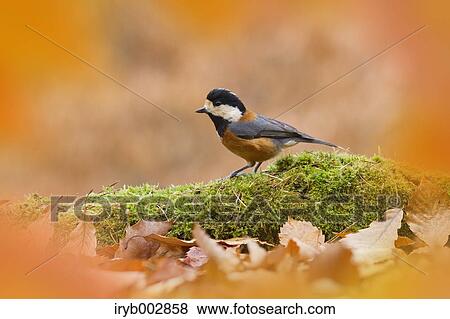 Varied Tit View Large Photo Image Stock Photo - Varied Tit. Fotosearch