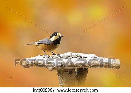 Varied Tit View Large Photo Image Stock Photo - Varied Tit. Fotosearch