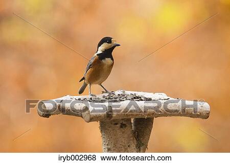 Varied Tit View Large Photo Image Stock Photo - Varied Tit. Fotosearch