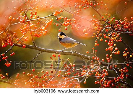 Varied Tit View Large Photo Image Stock Photograph - Varied Tit. Fotosearch