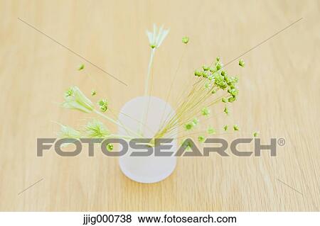 Vase plant View Large Photo Image Stock Photo - Vase plant. Fotosearch