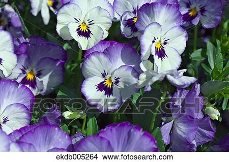 Viola View Large Photo Image Picture - Viola. Fotosearch