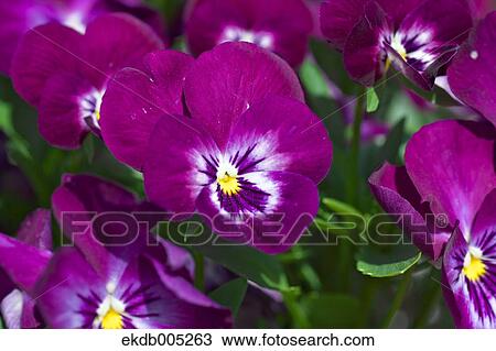 Viola View Large Photo Image Stock Image - Viola. Fotosearch