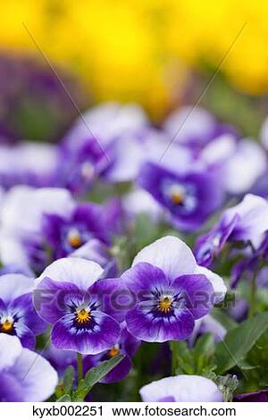 Viola View Large Photo Image Stock Image - Viola. Fotosearch