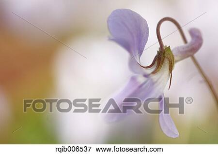 Stock Photo - Violet. Fotosearch