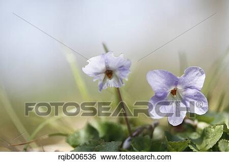 Stock Photograph - Violet. Fotosearch