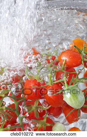Washing cherry tomatoes View Large Photo Image Stock Image - Washing cherry tomatoes. Fotosearch