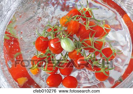 Washing cherry tomatoes View Large Photo Image Stock Photograph - Washing cherry tomatoes. Fotosearch