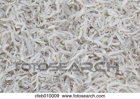 Whitebait View Large Photo Image Stock Photo - Whitebait. Fotosearch