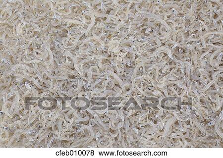 Whitebait View Large Photo Image Stock Photo - Whitebait. Fotosearch