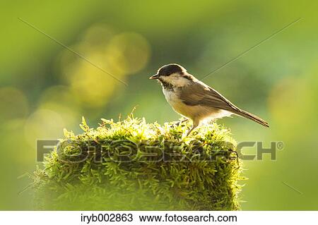 Willow Tit View Large Photo Image Stock Image - Willow Tit. Fotosearch