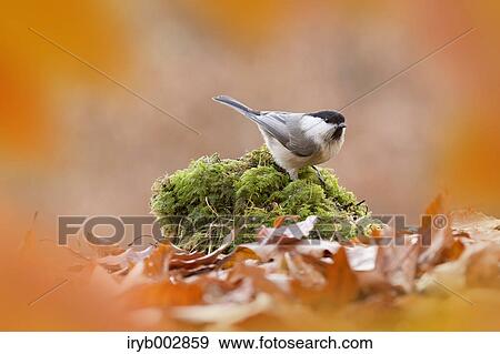 Willow Tit View Large Photo Image Stock Photo - Willow Tit. Fotosearch