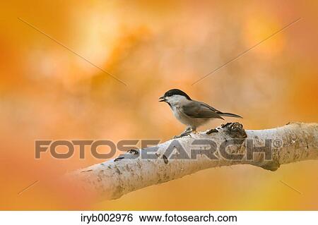 Willow Tit View Large Photo Image Stock Photograph - Willow Tit. Fotosearch