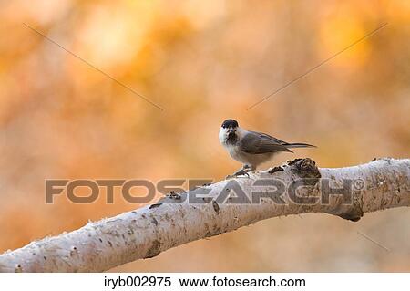 Willow Tit View Large Photo Image Stock Photography - Willow Tit. Fotosearch
