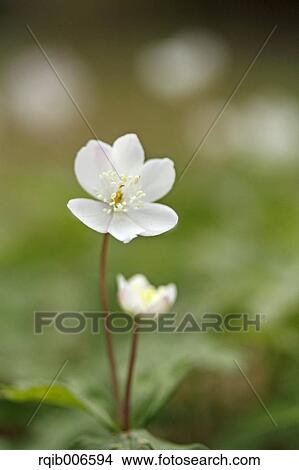 Wind Flower View Large Photo Image Picture - Wind Flower. Fotosearch