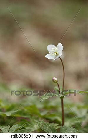 Wind Flower View Large Photo Image Stock Image - Wind Flower. Fotosearch