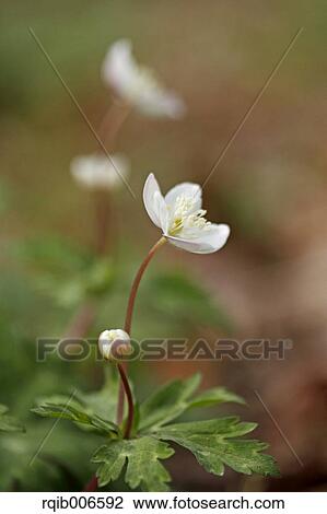 Wind Flower View Large Photo Image Stock Image - Wind Flower. Fotosearch